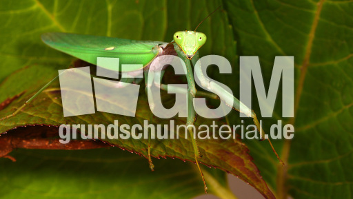 Gottesanbeterin (04).jpg